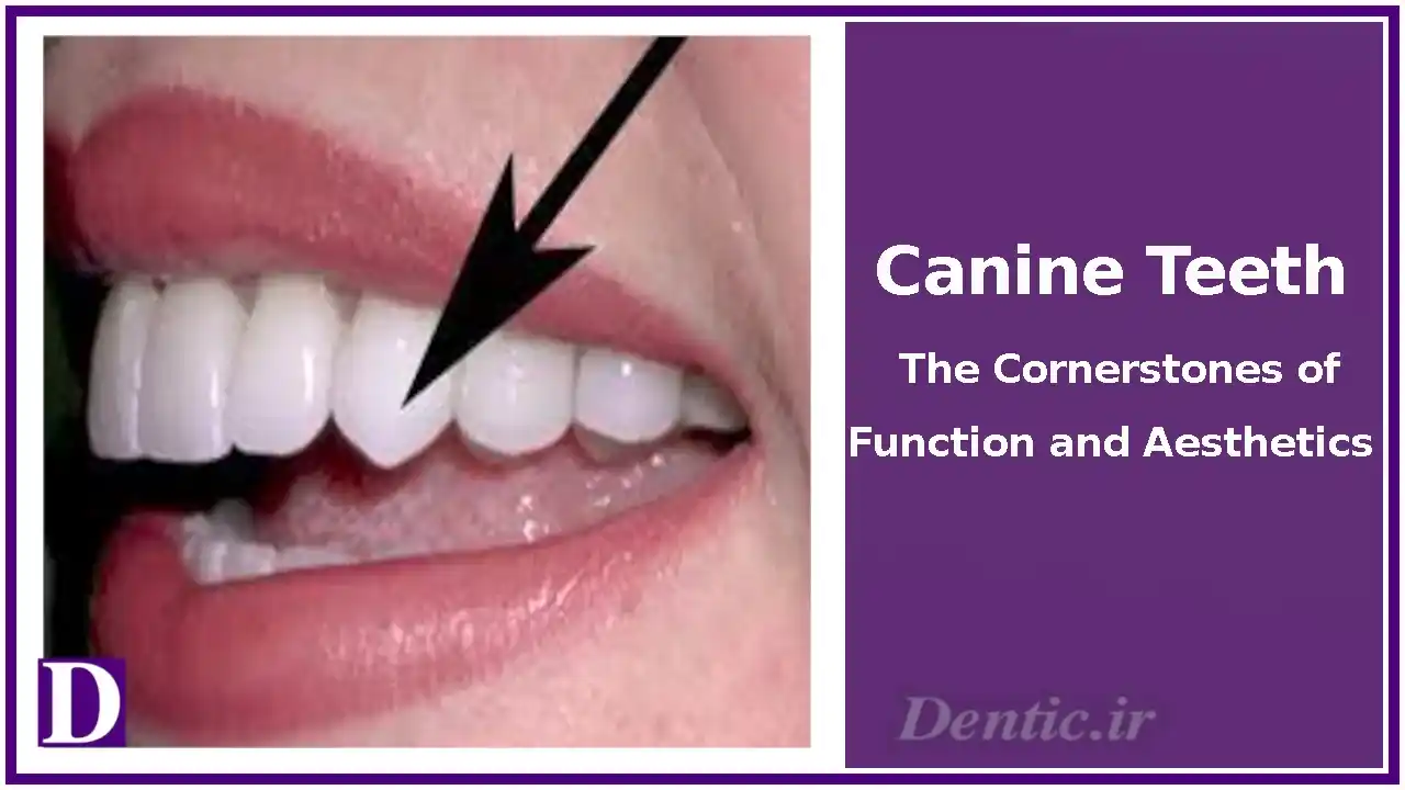Canine Teeth: The Cornerstones of Function and Aesthetics