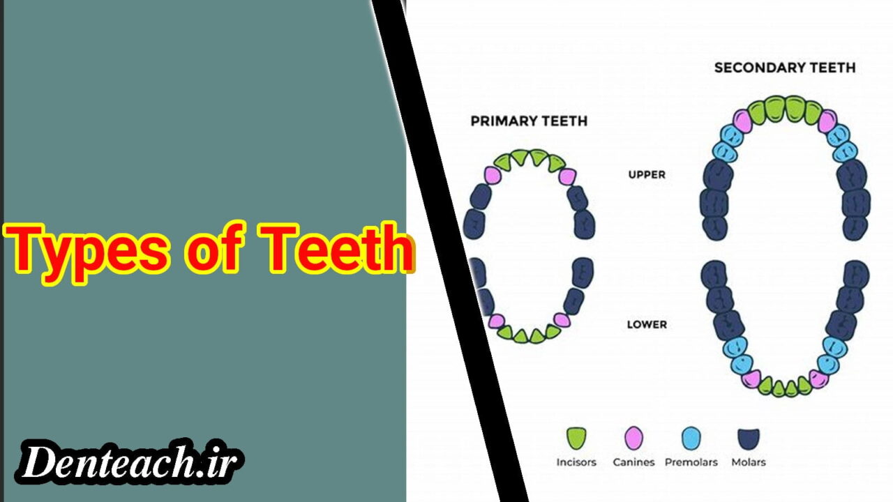 Types of Teeth